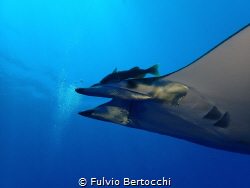 Mobula at Princess Alice Seamount by Fulvio Bertocchi 